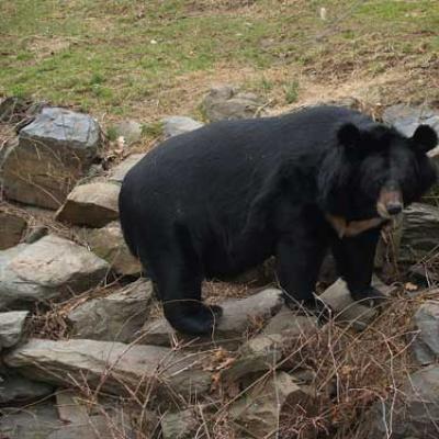 Описание гималайского медведя и фото