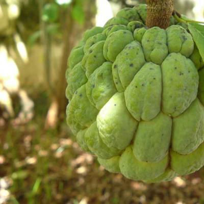 Экзотический уникальный фрукт аннона: выращивание, состав, как употреблять Как вырастить из семечки сахарное яблоко