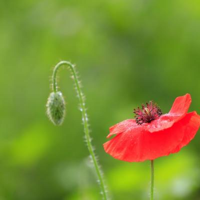 Poppy in magic - recipes and rituals for using poppy Sprinkle blessed poppy in the garden with what words