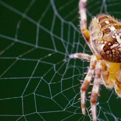 Why dream of killing a spider: interpretation of the image Killing a spider in a dream that is running away