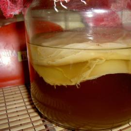 Is it possible to grow kombucha from scratch?