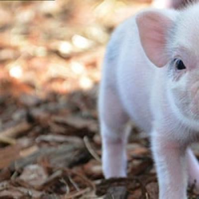 Why do piglets dream small and clean a lot?