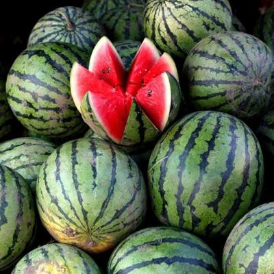 What is the scientific name of watermelon - a berry or a fruit?