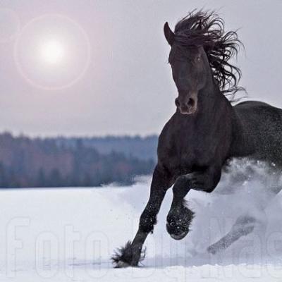 Aphorisms about horses with meaning Beautiful phrases about horses