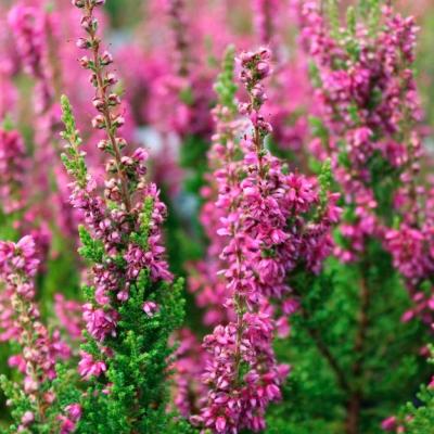 Heather soil at home