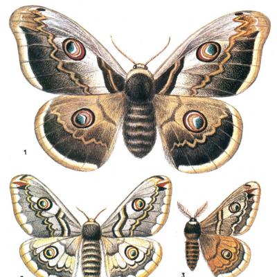 Kapalak sutemizuvchilardir.  Lepidoptera.  Ehtimol, sizni qiziqtiradi