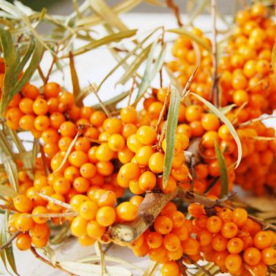 Sea buckthorn juice for the winter without boiling Sea buckthorn syrup for the winter recipe