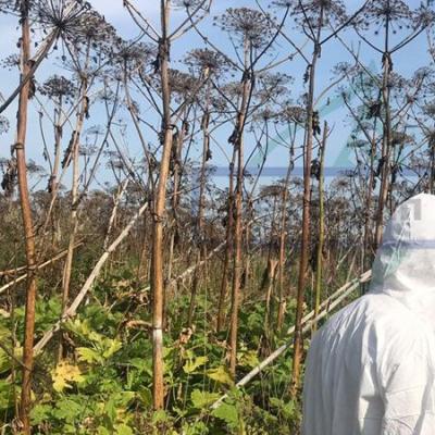 Hogweed Rossiyani qanday qo'lga kiritganligi haqidagi hikoya Hogweedni kim olib keldi