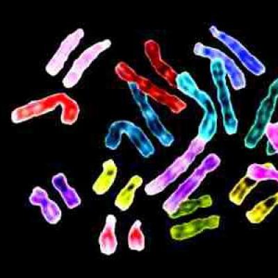 لا يتغير عدد الكروموسومات، ويلاحظ إعادة ترتيب الكروموسوم