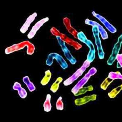 The number of chromosomes does not change; chromosome rearrangement is observed