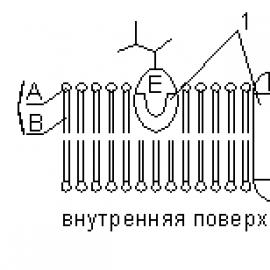 Cytoplasm: chemical composition, structure and main functions