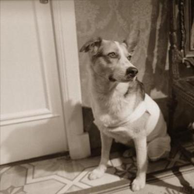 Sharikov bulgakov'un bir köpek kompozisyonunun kalbinin görüntüsü ve özellikleri
