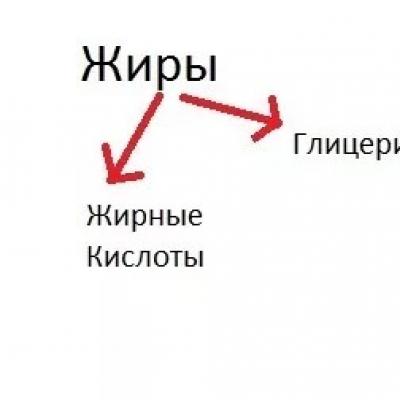 Гликолиз и дыхание. Цикл Кребса. Цикл Кребса – центральный путь обмена веществ Ускоренный курс кребса