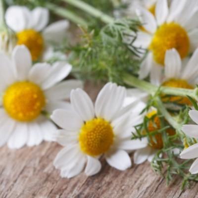 Why you can not douche with chamomile during pregnancy