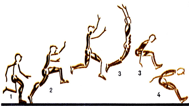 Прыжок в длину мышцы. Фазы прыжка в длину. Мышцы при прыжке. Мышцы задействованные при прыжке.