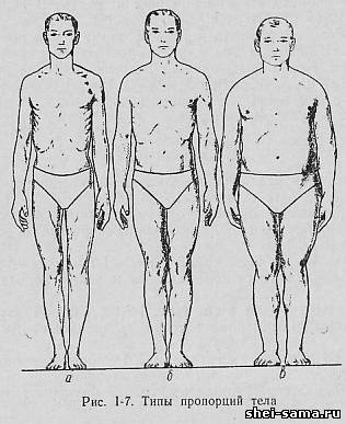 Внешние параметры человека. Евнухоидные пропорции тела. Мезоморфный Тип пропорции тела. Нарушение пропорций тела. Евнухоидный Тип телосложения.